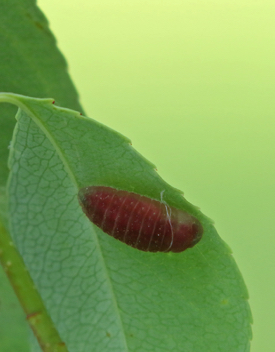 Striped Hairstreak Chrysalis